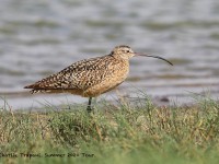 819A4968Long-billed_Curlew