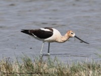 819A5009American_Avocet