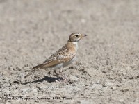 819A5014Horned_Lark