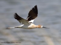 819A5038American_Avocet