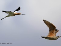 819A5050Avocet_Long-billed_Curlew