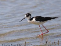 819A5064Black-necked_Stilt