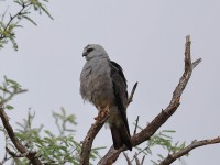 819A5342Mississippi_Kite