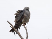 819A5378Mississippi_Kite