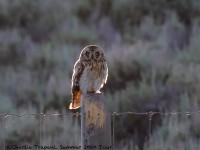 819A5609Short-eared_Owl