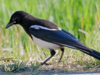 819A5617Black-billed_Magpie