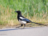 819A5631Black-billed_Magpie