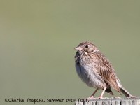 819A5665Vesper_Sparrow