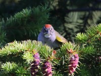 819A5706Green-tailed_Towhee