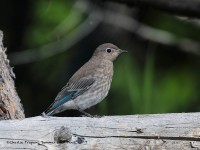 819A5758Immature_Mountain_Bluebird