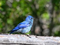 819A5846Mountain_Bluebird