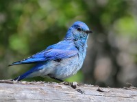 819A5847Mountain_Bluebird