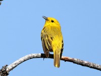 819A5878Yellow_Warbler