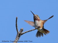 819A5974Male_Callipoe_Hummingbird