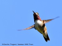 819A5992Male_Callipoe_Hummingbird