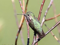 819A6006Male_Callipoe_Hummingbird