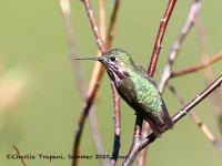 819A6013Male_Callipoe_Hummingbird