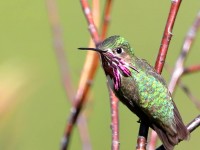 819A6017Male_Callipoe_Hummingbird