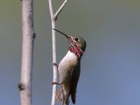 819A6021Male_Callipoe_Hummingbird