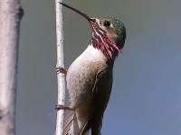 819A6022Male_Callipoe_Hummingbird