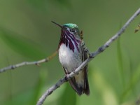 819A6036Male_Callipoe_Hummingbird