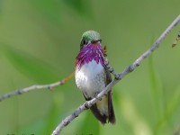 819A6040Male_Callipoe_Hummingbird