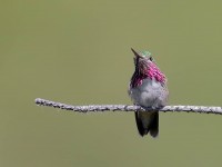 819A6101Calliope_Hummingbird