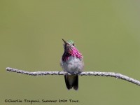 819A6102Male_Callipoe_Hummingbird