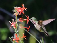 819A6113Calliope_Hummingbird