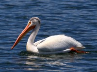 819A6148White_Pelican