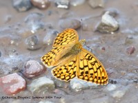 819A6150Dark_Green_Fritillary_Butterfly