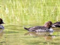 819A6215Female_Barrows_Goldeneyes