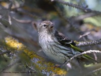 819A6228Pine_siskin