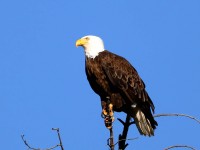 819A6236American_Bald_Eagle