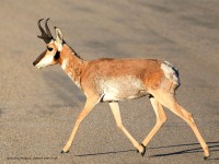 819A6255Male_Pronghorn