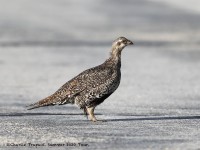 819A6273Greater_Sage-Grouse_Pinedale_WY