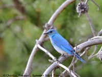 819A6303Mountain_Bluebird_WY