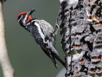 819A6411Red-naped_Sapsucker