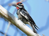 819A6438Red-naped_Sapsucker