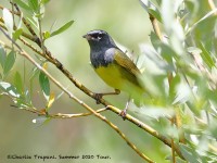 819A6509MacGillvrays_Warbler