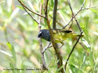 819A6541MacGillivrays_Warbler