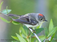 819A6633Ruby-crowned_Kinglet