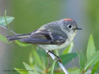 819A6634Ruby-crowned_Kinglet