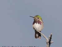 819A6705Calliope_Hummingbird