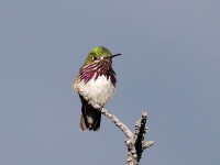 819A6768Calliope_Hummingbird