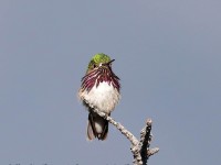 819A6778Calliope_Hummingbird