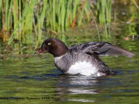 819A6811Barrows_Goldeneye