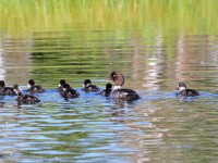 819A6852Barrows_Goldeneye