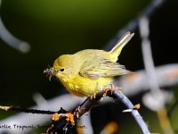 819A6876Yellow_Warbler