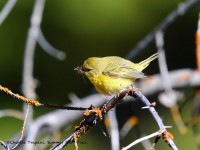 819A6878Yellow_Warbler